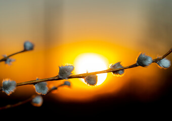 a willow branch with swollen shaggy buds on the background of a red sunset on the eve of Palm Sunday