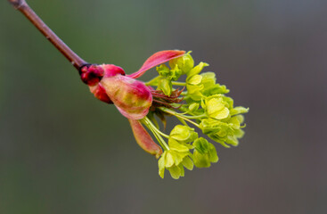 Spring maple blossom, maple flowers close-up on a blurry background