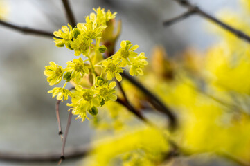 Spring maple blossom, maple flowers close-up on a blurry background