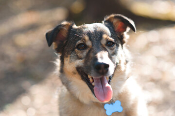 portrait of dog in sunlight