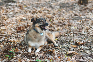 dog laying in dry leaves
