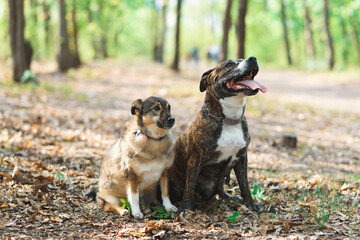 two dogs sitting together
