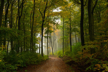 Fototapeta premium Small road in a deciduous forest in autumn
