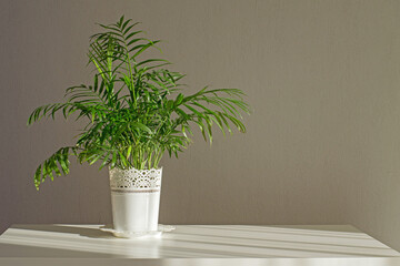 Indoor plant Chamaedorea elegans on white table with sunlight from the window. Indoor flower in a white pot