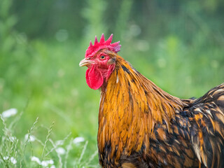 Rooster portrait crest and wattle