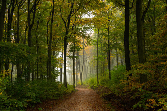 Small road in a deciduous forest in autumn