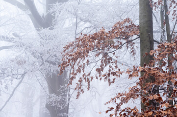 A deciduous forest on a frosty, foggy day in winter