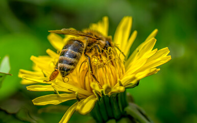 Honeybee collects nectar from a blooming dandelion flower
