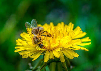 Honeybee collects nectar from a blooming dandelion flower