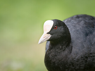 Coot - Fulica atra