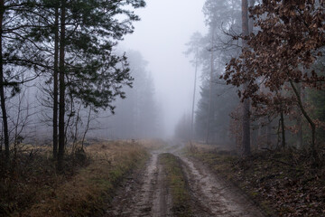Fototapeta na wymiar road through a forest covered with fog