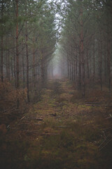 road through a forest covered with fog