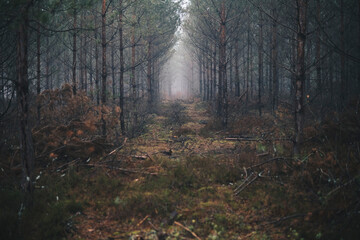 road through a forest covered with fog