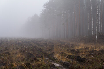 clearing in the forest that was made after cutting trees