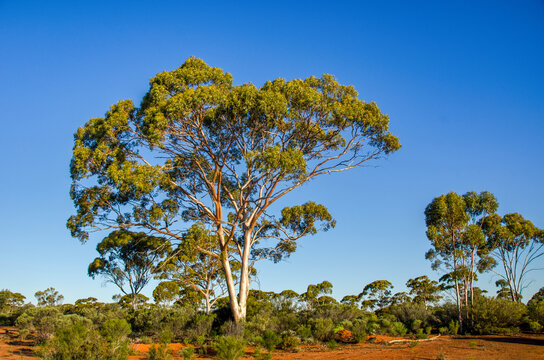 Kalgoorlie is in the Goldfields region of Western Australia