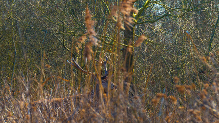Deer in a reedy field in a colorful forest in wetland in bright sunlight in winter, Almere, Flevoland, The Netherlands, March 2, 2021