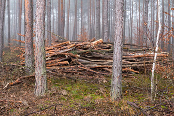 landscape with a forest partially hidden in a fog