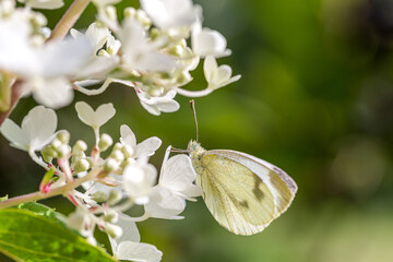 SCHMETTERLINGE 2020