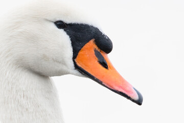 Obraz premium Close up of a swan's head
