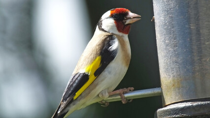 Goldfinches feeding from a bird table of mixed seeds UK