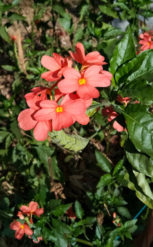 Flowers blooming in the beautiful summer season in India, This flower is called Aboli in Marathi