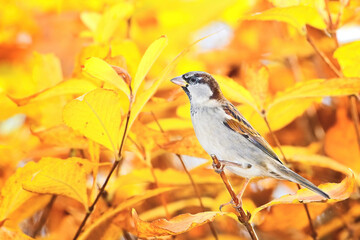 Sparrow in autumn