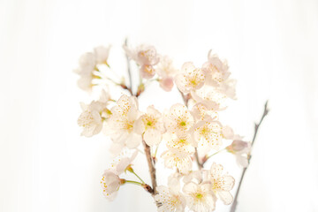 満開の桜の花/サクラ/開花/白背景
