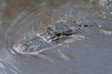 Real wild crocodile in the Everglades National Park, Florida, USA