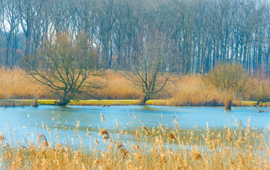 Reed along the edge of a lake in wetland in bright blue sunlight in winter, Almere, Flevoland, The Netherlands, March 2, 2021