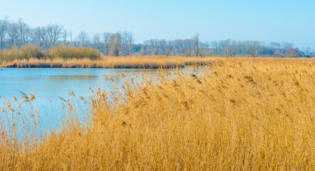 Reed along the edge of a lake in wetland in bright blue sunlight in winter, Almere, Flevoland, The Netherlands, March 2, 2021