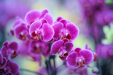 Naklejka na ściany i meble Purple orchids on a branch, floral greeting card