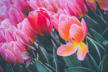 Open pink tulips with the flower background