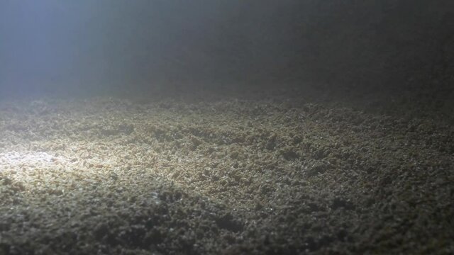 Wort mashing and boiling machine at work. Stirrer mixes malt