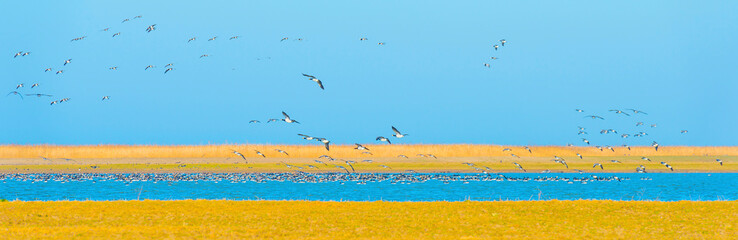 Flock of geese flying in a bright blue sky over wetland in sunlight in winter, Almere, Flevoland, The Netherlands, March 2, 2021