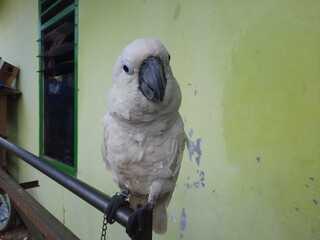 african grey parrot