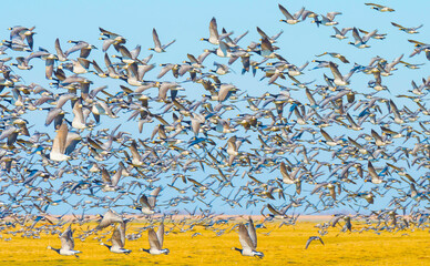 Obraz premium Flock of geese flying in a bright blue sky over wetland in sunlight in winter, Almere, Flevoland, The Netherlands, March 2, 2021