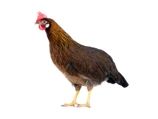 brown hen isolated on white background