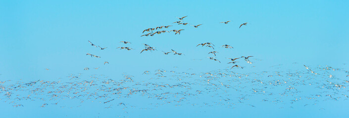 Flock of geese flying in a bright blue sky over wetland in sunlight in winter, Almere, Flevoland, The Netherlands, March 2, 2021