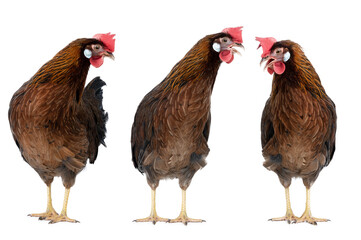 three brown hen isolated on white background
