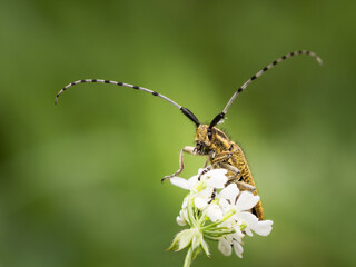 Golden-bloomed grey longhorn beetle - Agapanthia villosoviridescens