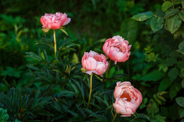 Pink peony buds among gren foliage. Nature background, gardening concept.