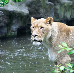 Naklejka na ściany i meble A lioness in a zoo near a pond