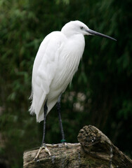 White egret bird in a relaxed position