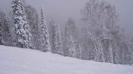 Fototapeta premium Winter snowfall in the forest, lovely snowy Christmas morning with falling snow. Christmas background. Snow covered trees. Winter landscape. Snow covered trees.