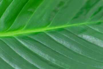 Natural green leaf backdrop in close-up