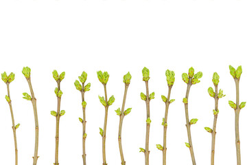 Seamless spring pattern of young twigs with green buds isolated on white background