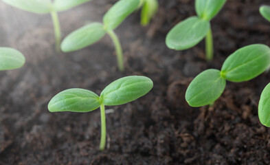Little green seedlings growing out of the soil