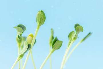 Fresh green sprouts of the plant on blue sky background