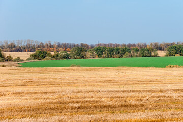 Fototapeta na wymiar Field with mowed grass to the horizon connects with a green field of winter crops, autumn day in the field