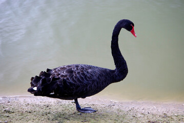A black swan stands on one leg on the shore of a pond